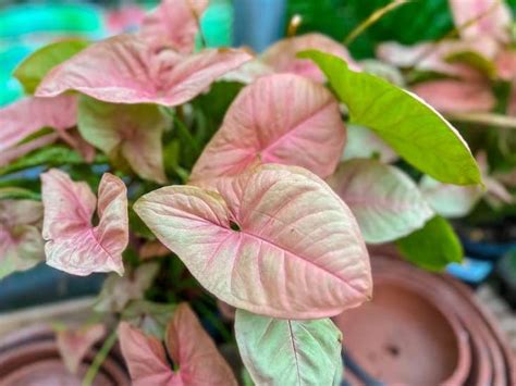 Pink Syngonium Care Growing Every Variety Plantcarefully