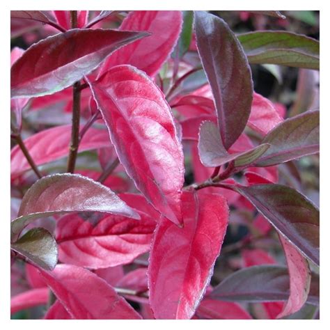 Viburnum Le Bois Marquis