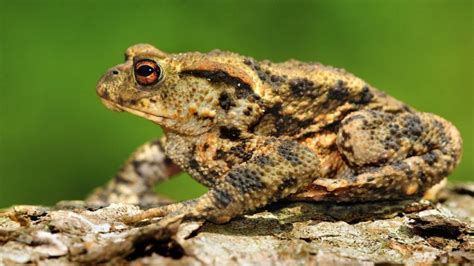 Night Time Toad Patrol Saves Amphibians Cross Busy Angus Road Bbc News