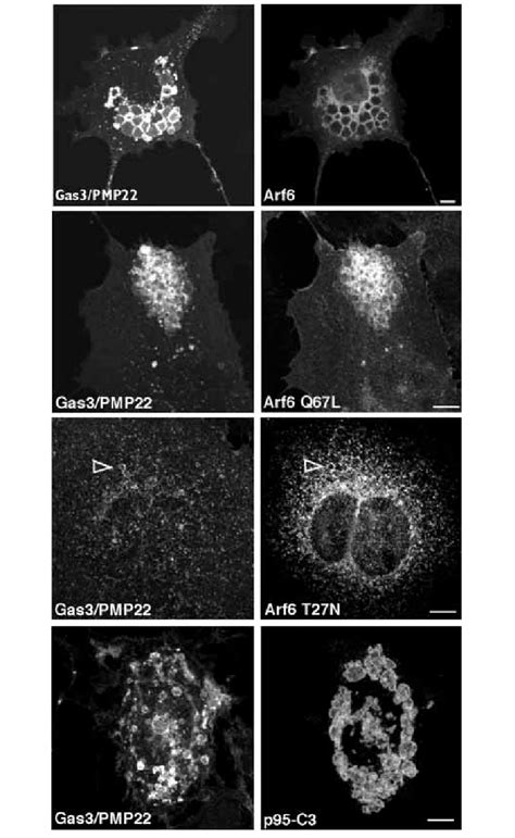 Gas Pmp Co Localizes With Arf And Arf Q L In Vacuoles Nih T