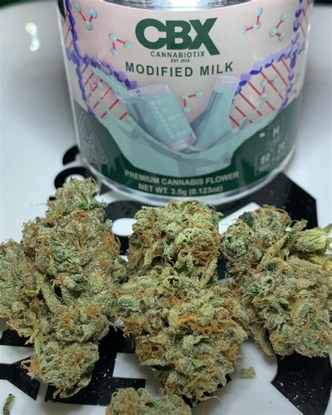 Strain Review: Modified Milk by Cannabiotix - The Highest Critic