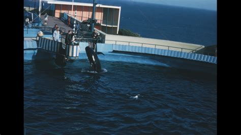 Marineland of the Pacific 1967 archive footage