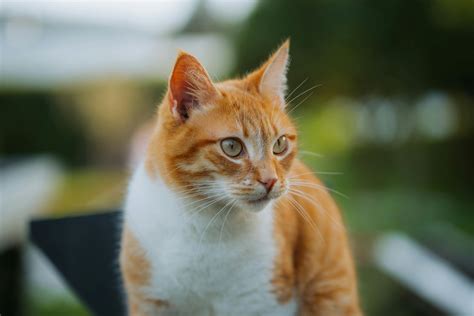 wallpaper cat      wallpaper cat stock