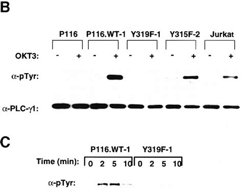 Phosphorylation Of Tyr319 In ZAP70 Is Required For Tcell Antigen