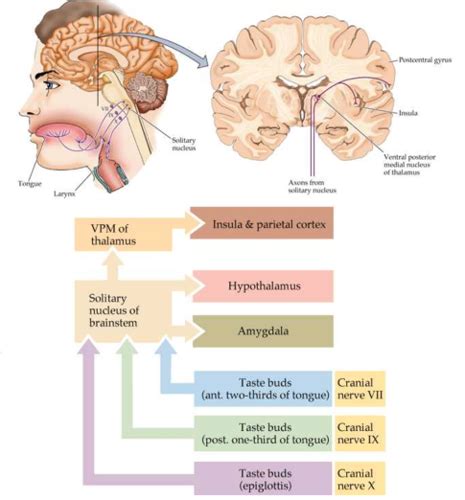 Cranial Nerves And Gustation Flashcards Quizlet