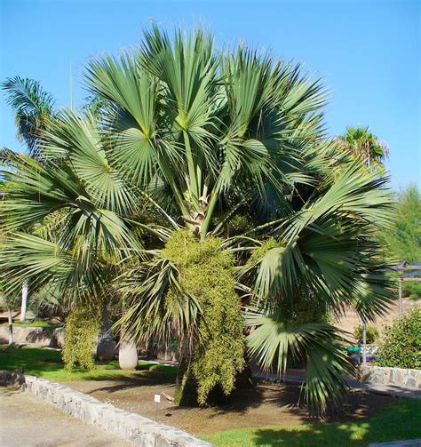 Secretos Para Cuidar La Hermosa Palmera Sabal Palmetto