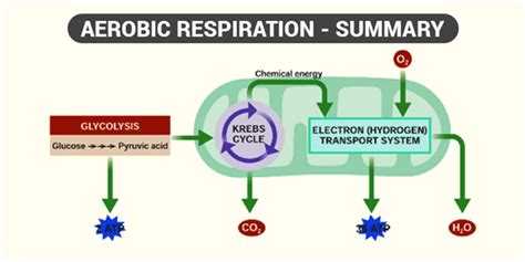 Respiration In Plants Respiration In Roots Stem And In Leaves