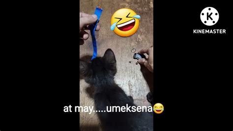 Paano Ba Gumawa Ng Collar Ng Pang Tuta Na Aso At Pusa Diy Do It