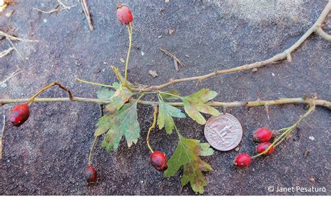 Hawthorn Tree Berries Edible