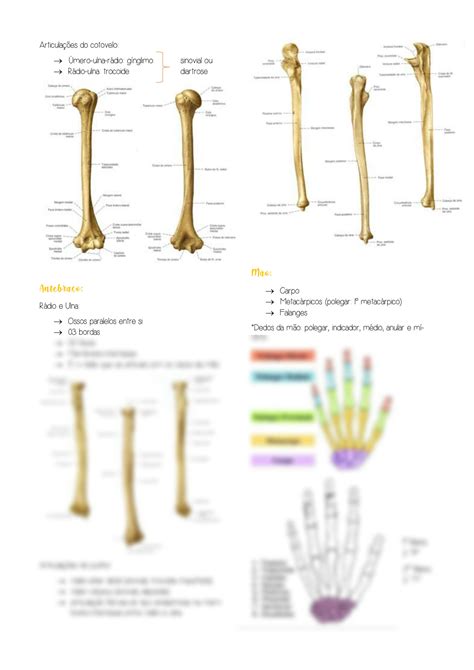 Solution Anatomia Ossos Dos Membros Superiores Studypool