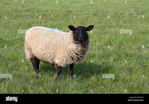 Black Faced Suffolk Domestic Sheep On Farmland At Seaford East Sussex