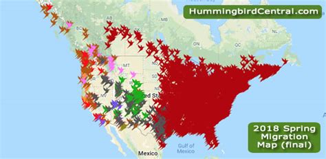 Interactive Hummingbird Migration Map