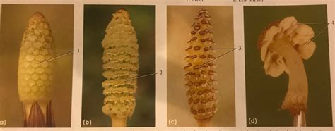 Pteridophyta pt 7 Diagram | Quizlet