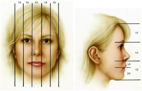 Facial Proportions Cbam Clinic