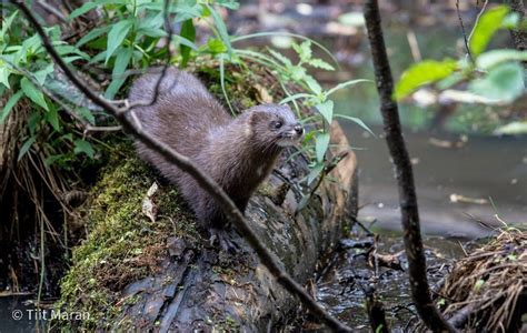 The critically endangered European Mink - Europe's most threatened ...