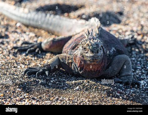 Galapagos Marine Iguana Amblyrhynchus Cristatus Portrait Espanola