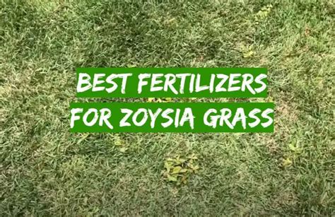 Top Best Fertilizers For Zoysia Grass Review Grass Killer