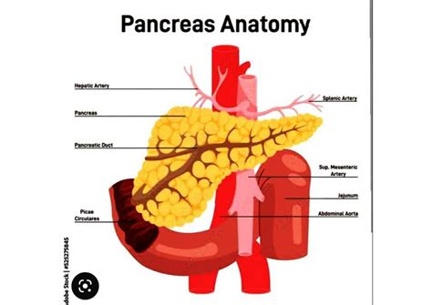 Solution Anatomy Of The Pancreas Biology Studypool