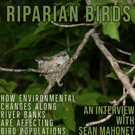 Riparian Birds – SCIENCE MOAB