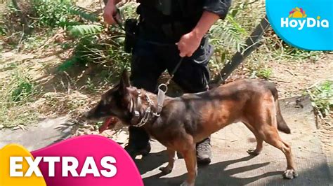 H Roes De Cuatro Patas As Entrenan Los Perros Polic A De Los Ngeles