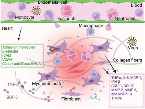 Frontiers The Roles Of Cardiac Fibroblasts And Endothelial Cells In