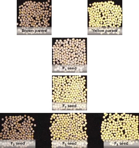 Seed Coat Color Segregation In Different F 2 Acc 8 Acc 9 And Bc 1