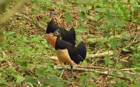 Bogani Nani Wartabone National Park — Gorontalo Geopark