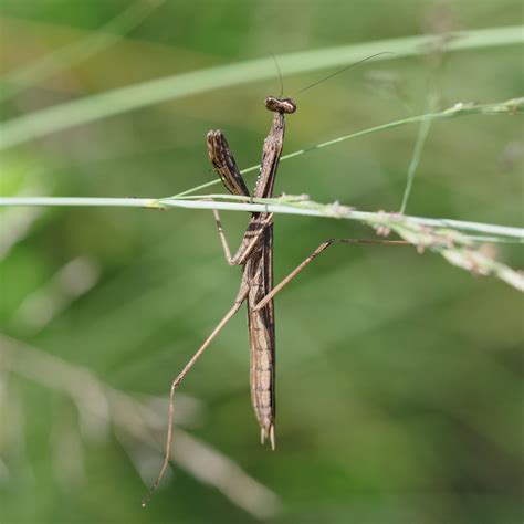 statilia maculata maculata  september   emuraatka inaturalist