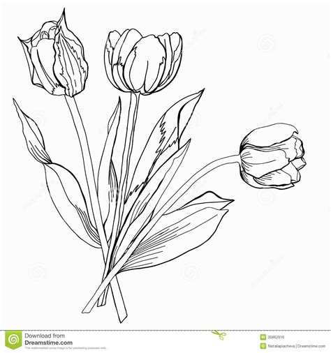 Tulip Flower Drawing at GetDrawings | Free download