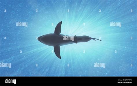 The Great White Shark in the Ocean Side View 3D Illustration Stock ...