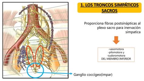 Estructuras Vasculonerviosas De La Pelvis Anatom A Ppt