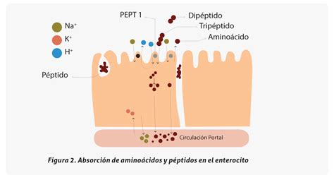 Prote Nas Digesti N Absorci N Y Funciones Educaci N Boydorr