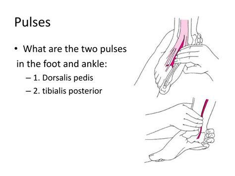 PPT - Ankle/Lower Leg Anatomy PowerPoint Presentation, free download ...