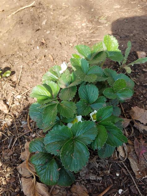 My strawberry plant is finally flowering! : gardening