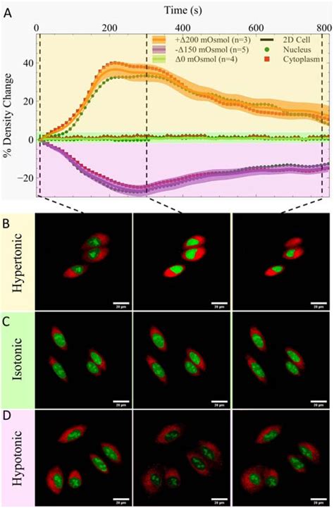 Pdf Quantitative Imaging Of Intracellular Density With Ratiometric