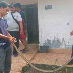 Ular King Kobra Masuk Rumah Warga Jalan Merdeka Palangka Raya