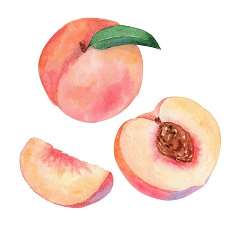 Premium Vector Watercolor Peach Fruit Set Isolated On White