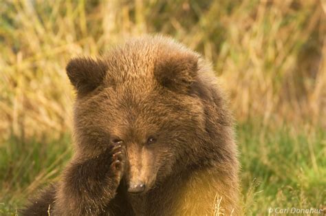 Grizzly Bear Cub Photos | Carl Donohue Photography