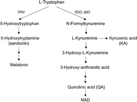 Tryptophan Metabolism Along Kynurenine And Serotonin Pathways Ido