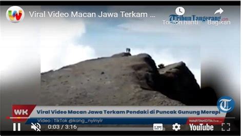 Viral Video Ada Pendaki Yang Diterkam Macan Jawa Saat Mendaki Puncak