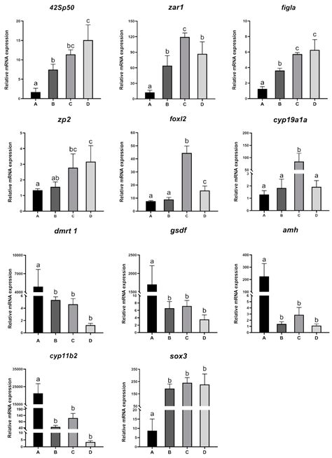 Preliminary Trial of Male to Female Sex Reversal by 17β Estradiol in Combination with Trilostane