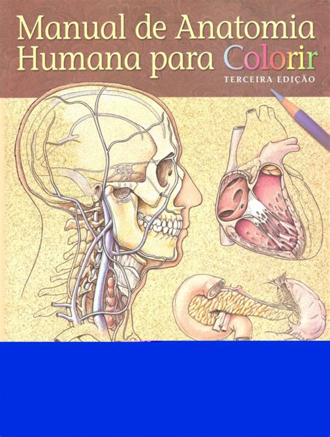 Corpo Humano Para Colorir