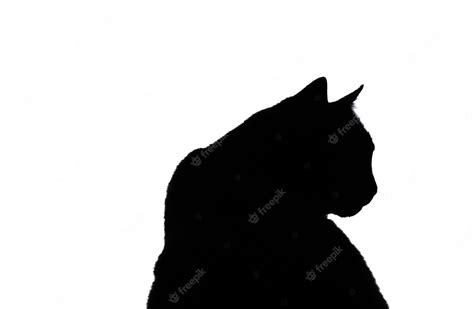 Premium Photo | Isolated black cat silhouette on white background