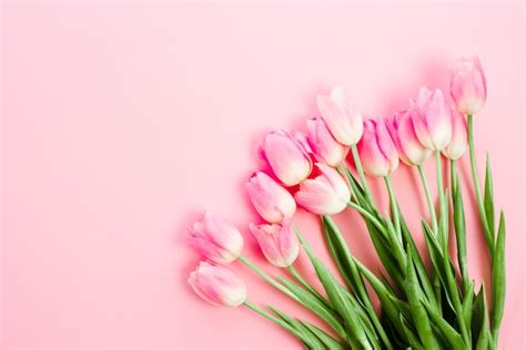 Free Photo | Bright tulip flowers on pink table