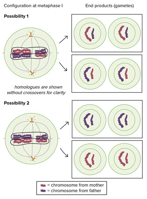 Phases Of Mitosis Function And Stages Of Mitosis