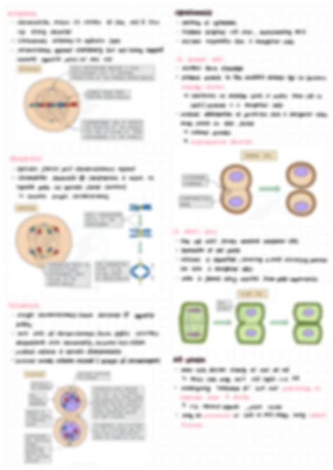 Solution The Cell Cycle Mitosis Studypool