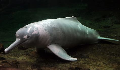 Amazon river dolphin facts, distribution & population | BioDB