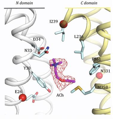 ACh Binding Sites Of MdfA ACh Magenta Sticks Binds In The Pocket