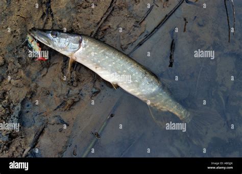 Pike ( Esox Stock Photo - Alamy