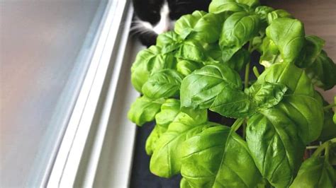 How to care for basil plants | Indoors! - Houseplant Central